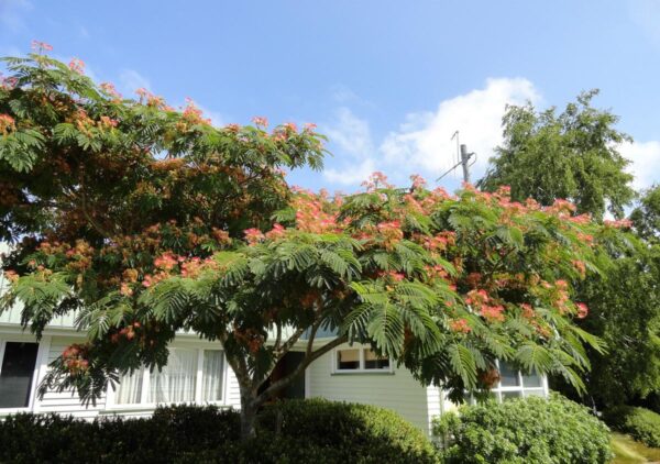 <i>Albizia julibrissin</i> 'Red Silk' - Image 18