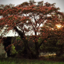 Albizia julibrissin 'Red Silk' (Silk Tree) Flowering Tree