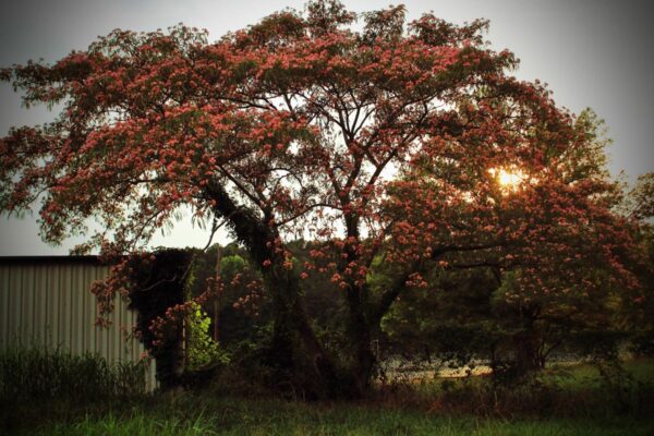 <i>Albizia julibrissin</i> 'Red Silk' - Image 19