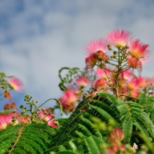 Albizia julibrissin 'Red Silk' (Silk Tree) Flower