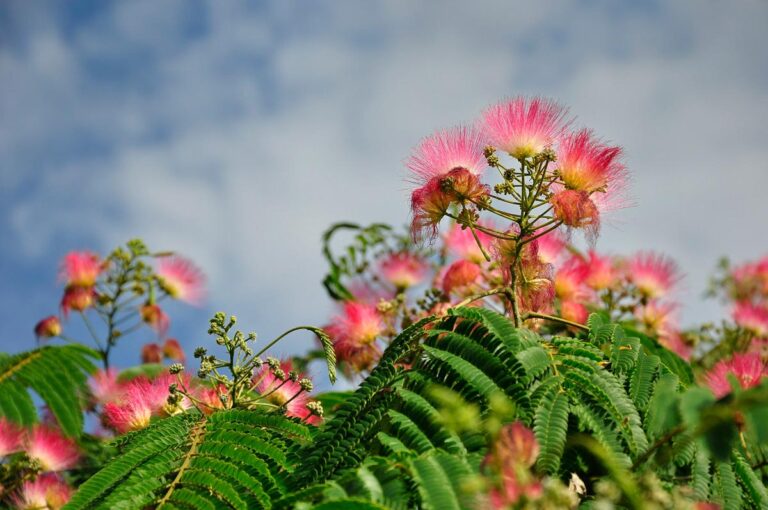Albizia julibrissin 'Red Silk' (Silk Tree) Flower