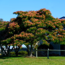Albizia julibrissin 'Red Silk' (Silk Tree) Flowering Tree
