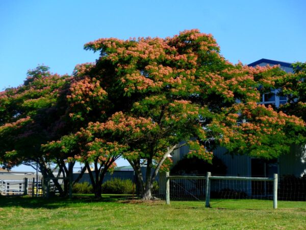 <i>Albizia julibrissin</i> 'Red Silk' - Image 3