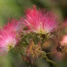 Albizia julibrissin 'Red Silk' (Silk Tree) Flower