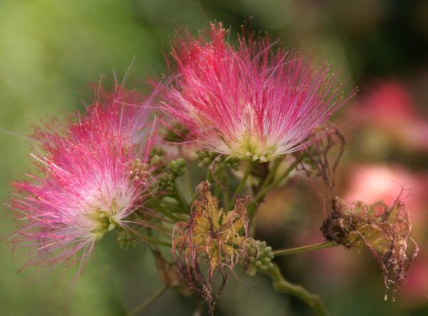 <i>Albizia julibrissin</i> 'Red Silk' - Image 4