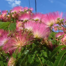 Albizia julibrissin 'Red Silk' (Silk Tree) Flower
