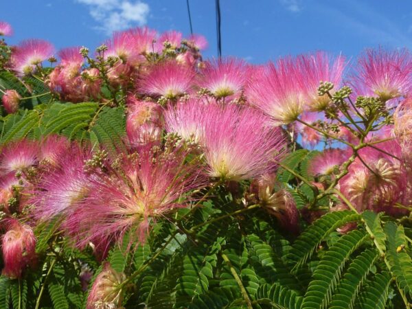 <i>Albizia julibrissin</i> 'Red Silk' - Image 5