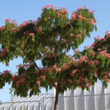 Albizia julibrissin 'Red Silk' (Silk Tree) Flowering Tree