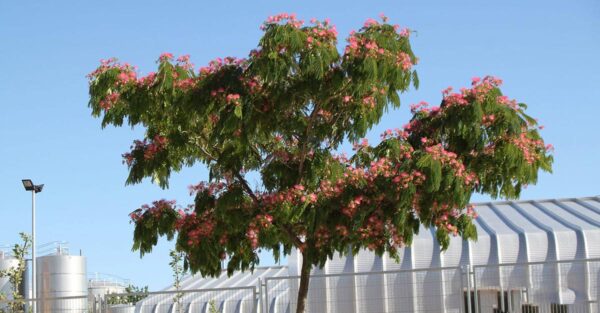 <i>Albizia julibrissin</i> 'Red Silk' - Image 6