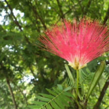 Albizia julibrissin 'Red Silk' (Silk Tree) Flower