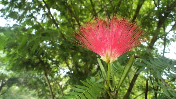 <i>Albizia julibrissin</i> 'Red Silk' - Image 7