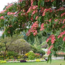 Albizia julibrissin 'Red Silk' (Silk Tree) Flower