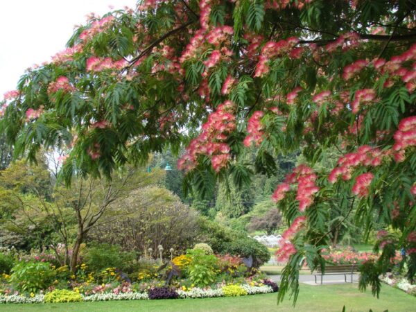 <i>Albizia julibrissin</i> 'Red Silk' - Image 8