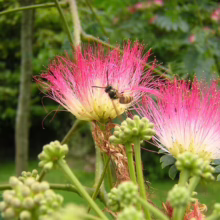 Albizia julibrissin 'Red Silk' (Silk Tree) Flower