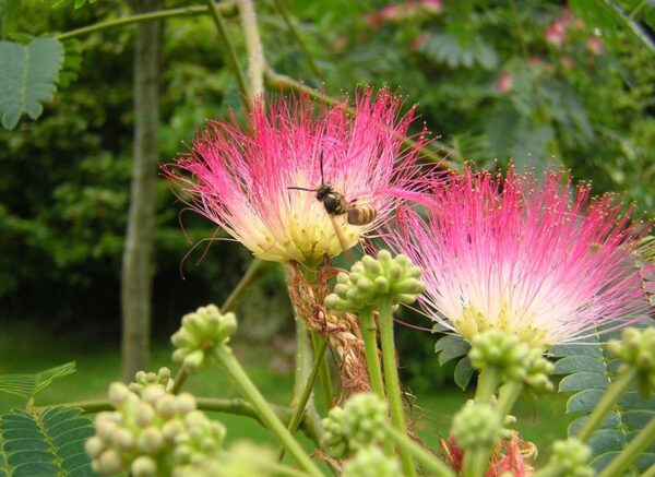 <i>Albizia julibrissin</i> 'Red Silk' - Image 9