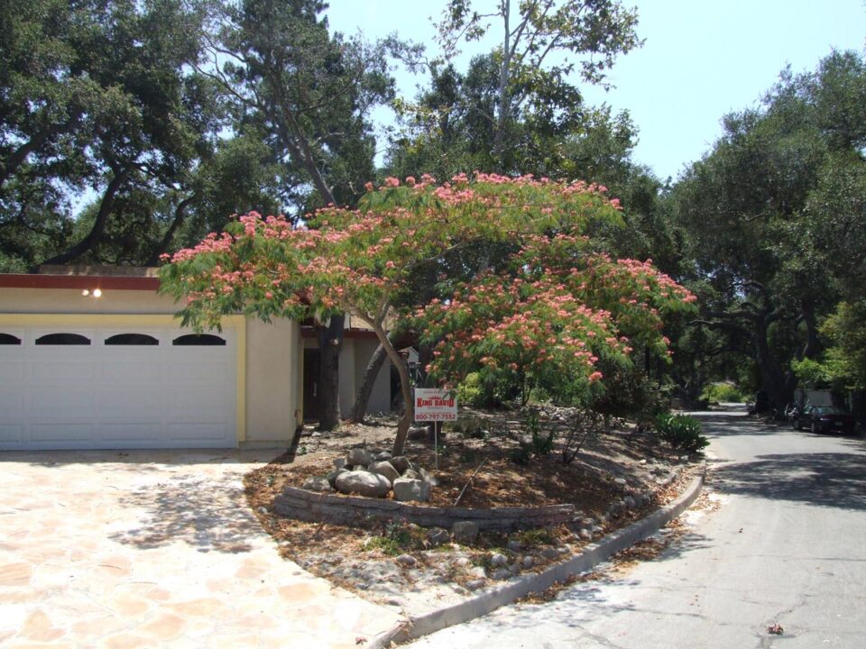 Albizia julibrissin 'Red Silk' (Silk Tree) Flowering Tree
