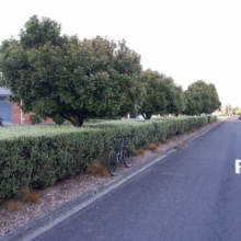 Alectryon excelsus (Titoki)