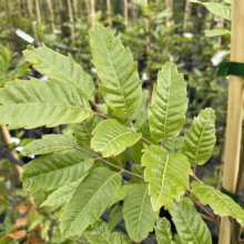 Alectryon excelsus (Titoki) Foliage