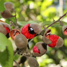 Alectryon excelsus (Titoki) Berry