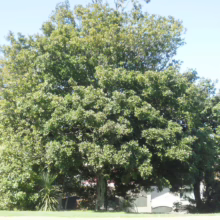 Alectryon excelsus (Titoki)