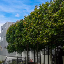 Alectryon excelsus (Titoki) Pleached