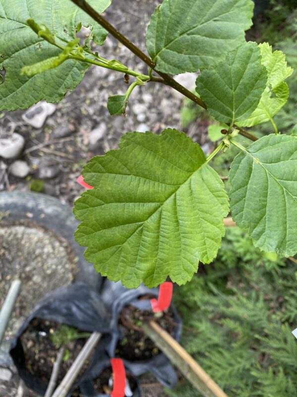 <i>Alnus inokumae</i>