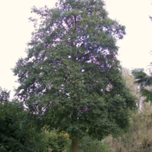 Lush green tree with a full, rounded canopy stands prominently in a park setting. The trunk is thick and sturdy, surrounded by shorter green foliage and a grassy lawn.