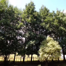 Lush row of tall green trees against a blue sky, with a single, light yellow tree breaking the line, all behind a weathered fence.