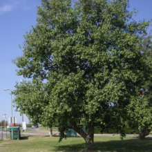Lush green tree in a park setting, with a clear blue sky above. A path and streetlights are visible in the background, suggesting a public park or green space.