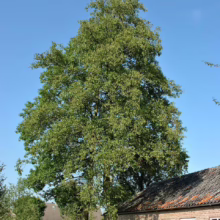 Alnus cordata (Italian Alder) single large tree.