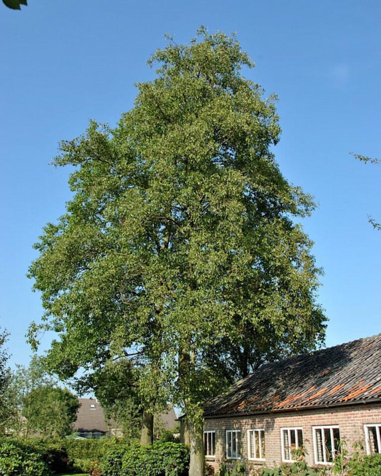 alnus cordata 2 - Leafland