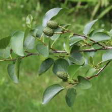 Alnus cordata (Italian Alder) foliage