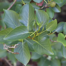 Alnus cordata Foliage