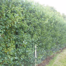 Lush green hedge forming a natural fence. Dense foliage provides privacy along a property line, with hints of trees and grass in the background.