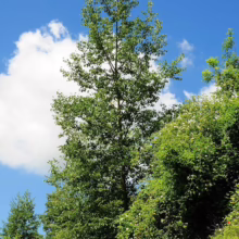 Tall green tree reaching towards a vibrant blue sky dotted with puffy white clouds, surrounded by lush shrubs on a sunny day.