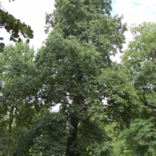 Lush green hackberry tree with a full canopy stands prominently in a park setting, its dense foliage creating a strong vertical presence against a bright sky with scattered clouds.