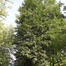 A lush green European White Birch (Betula pendula) tree stands tall against a bright sky, its dense foliage creating a vibrant canopy in a natural setting. The slender, light-colored trunks of the birch trees create a textured visual.