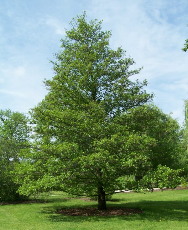 <i>Alnus glutinosa</i>