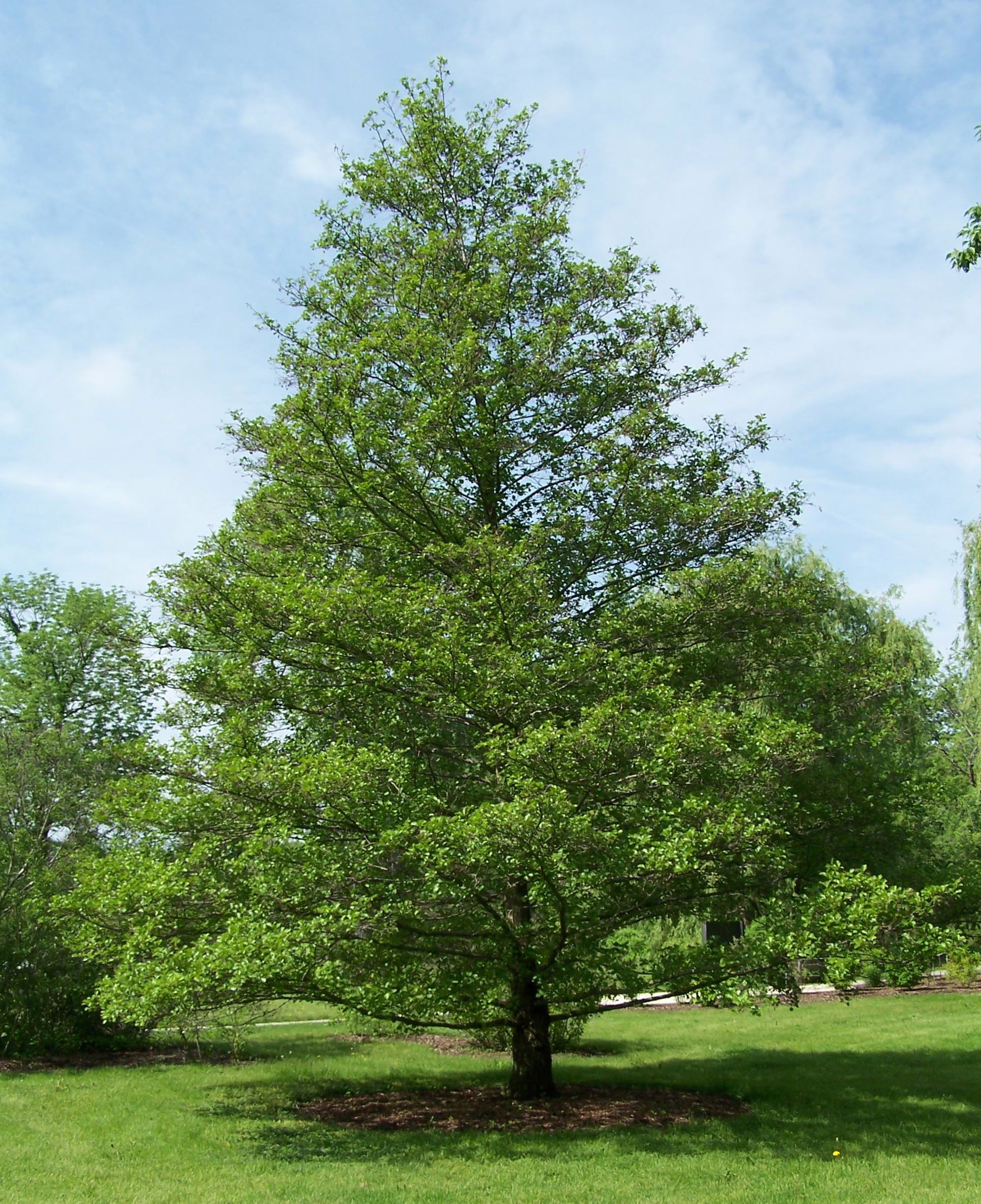 Alnus glutinosa (Common Alder) large tree.