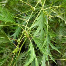 Alnus glutinosa 'Imperialis' Foliage
