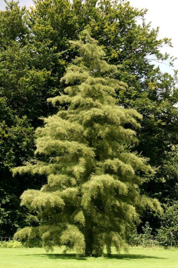 <i>Alnus glutinosa</i> 'Imperialis'