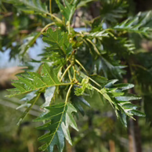Alnus glutinosa 'Laciniata' Foliage