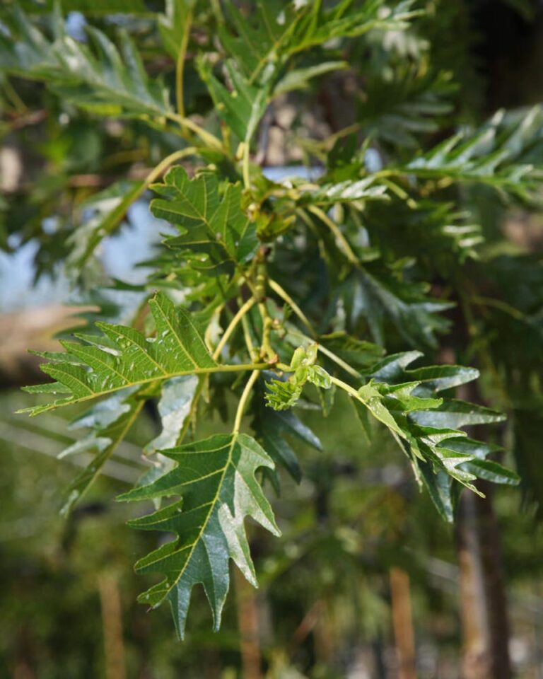 Alnus glutinosa 'Laciniata' Foliage