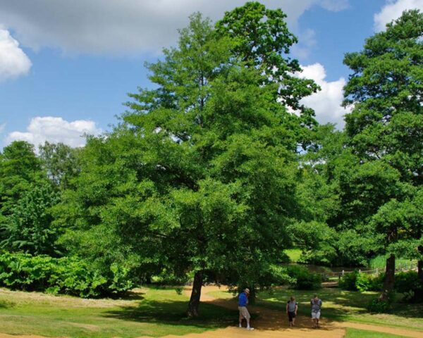 <i>Alnus glutinosa</i> 'Laciniata'