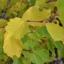 Alnus incana ‘Aurea’ (Grey Alder) autumn foliage.