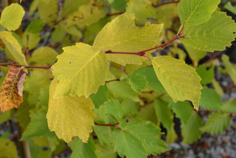 Alnus incana 'Aurea' Foliage