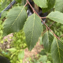 Alnus jorullensis (Everegreen Alder) Foliage