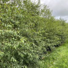 Alnus jorullensis (Everegreen Alder) Hedge