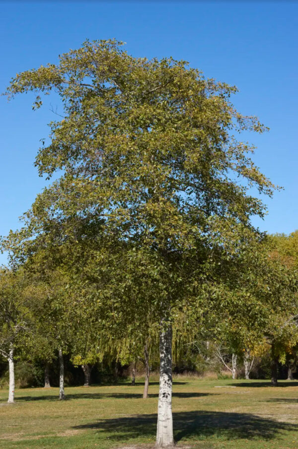 <i>Alnus rubra</i>