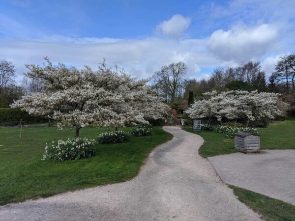 <i>Amelanchier canadensis</i> - Image 10